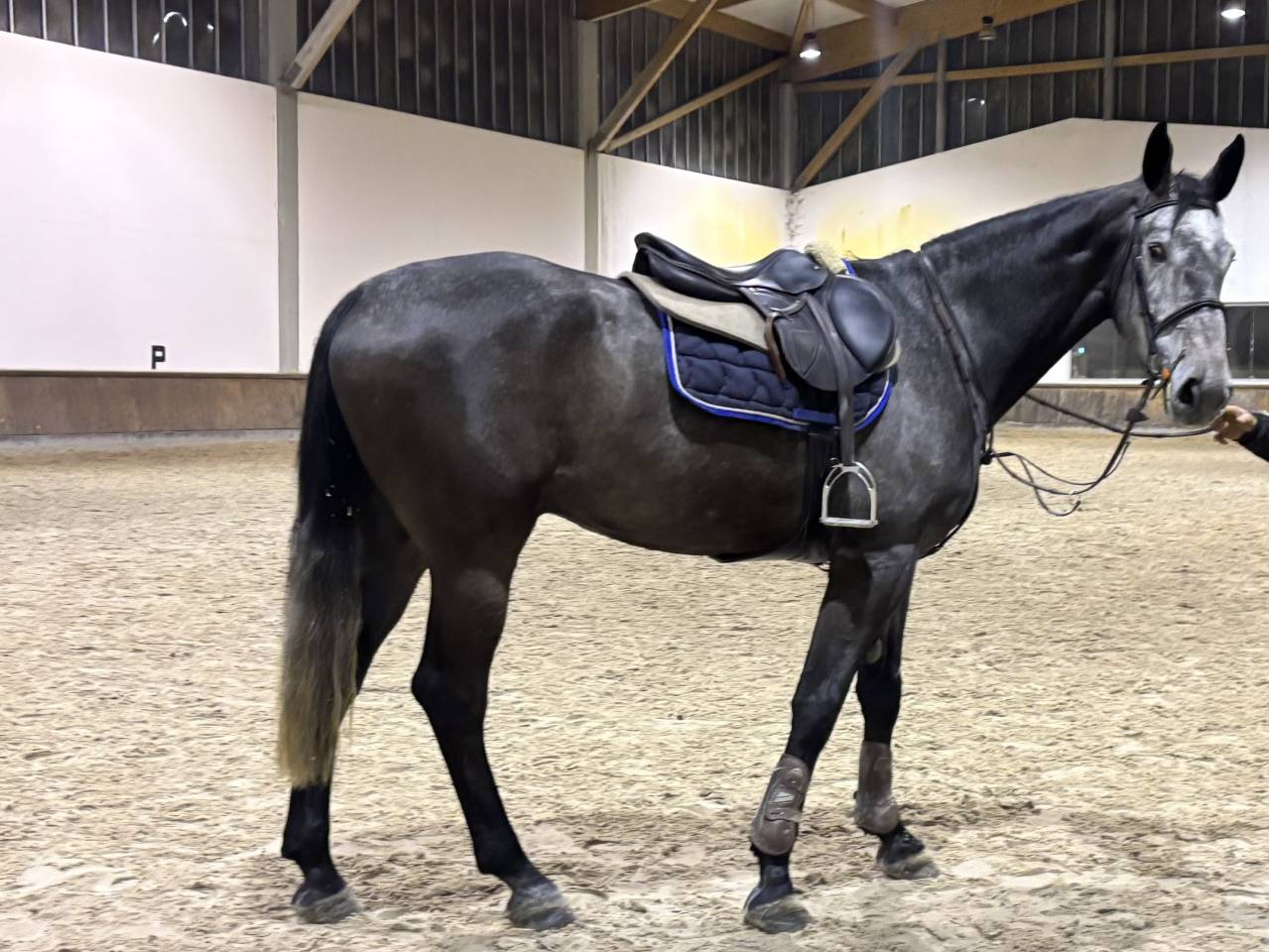 Gelding Zangersheide For sale 2021 Grey