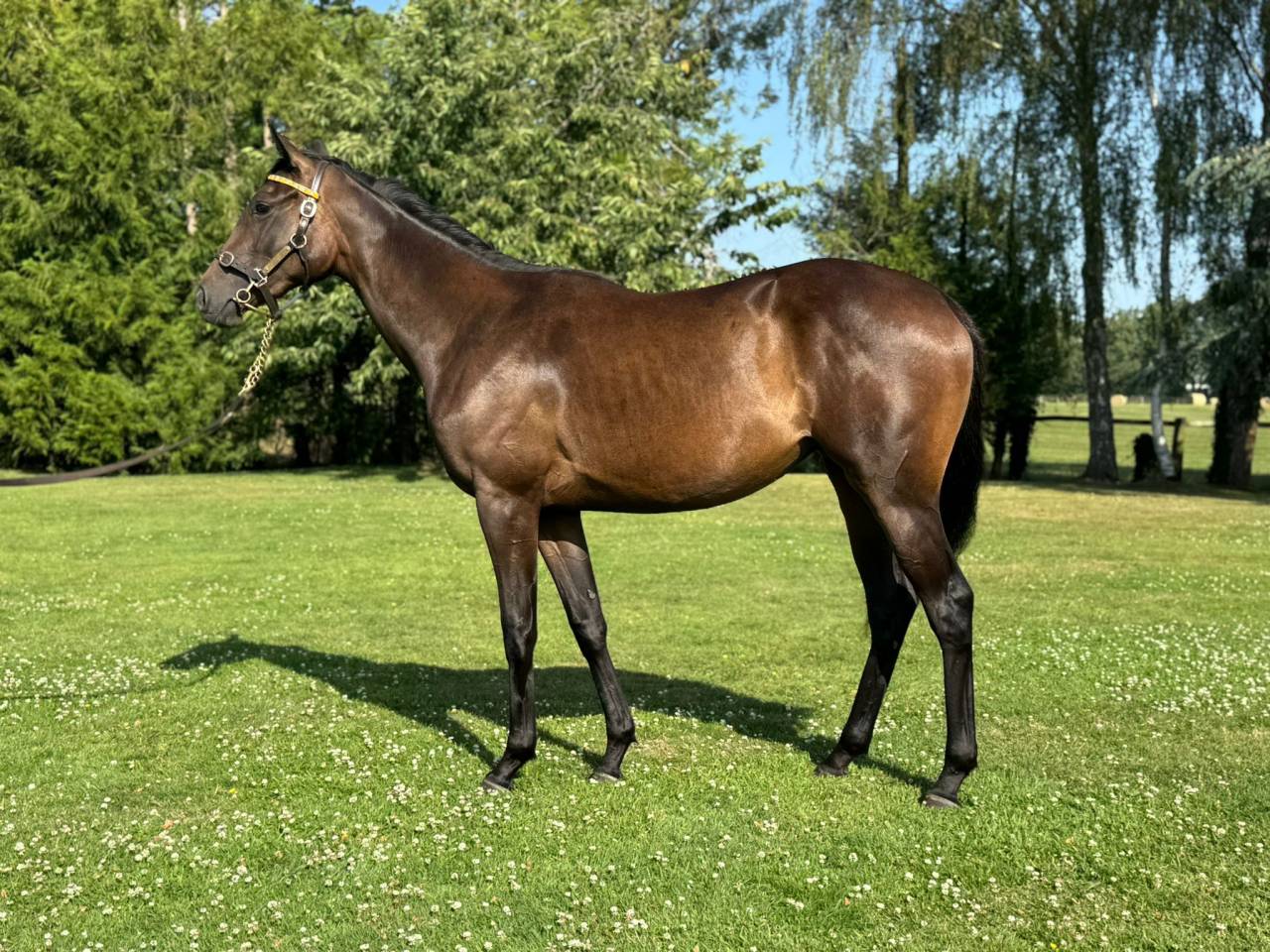 Mare English Thoroughbred For sale 2024 Bay
