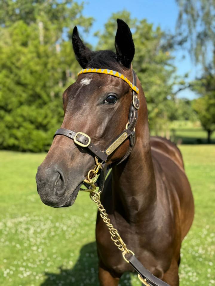 Mare English Thoroughbred For sale 2024 Bay