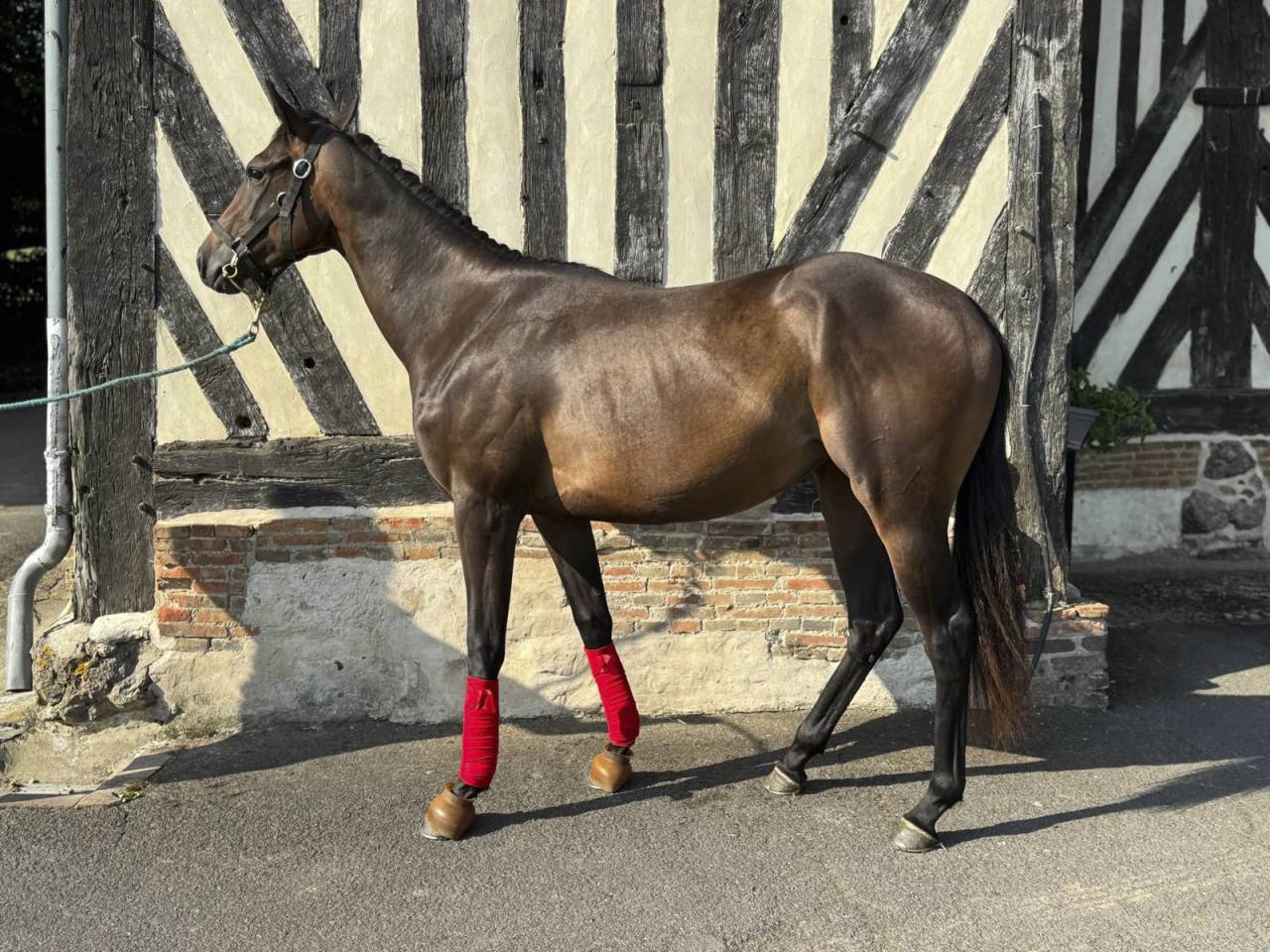Mare English Thoroughbred For sale 2024 Bay