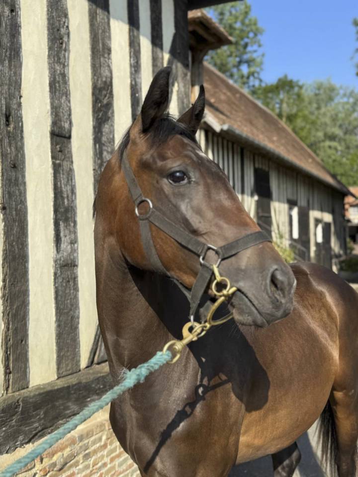 Mare English Thoroughbred For sale 2024 Bay