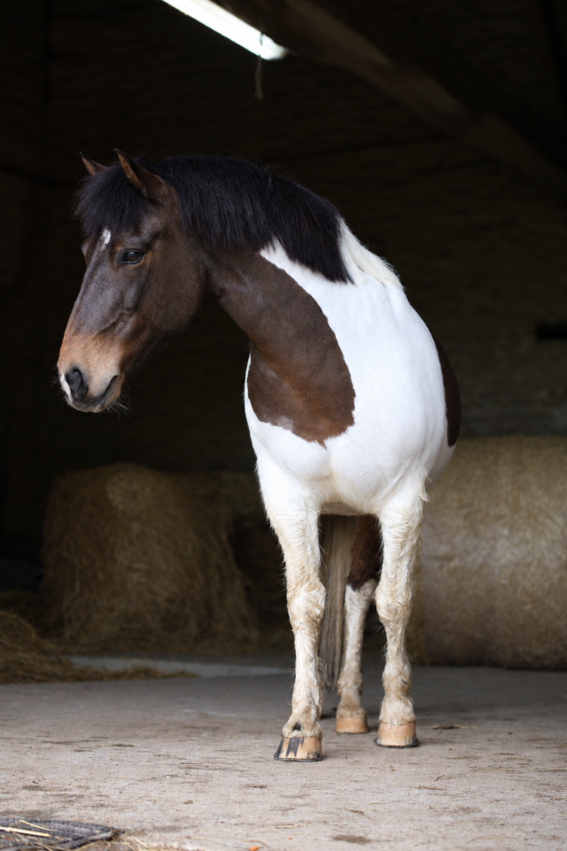 Gelding Origin Recorded For sale 2015 Coloured