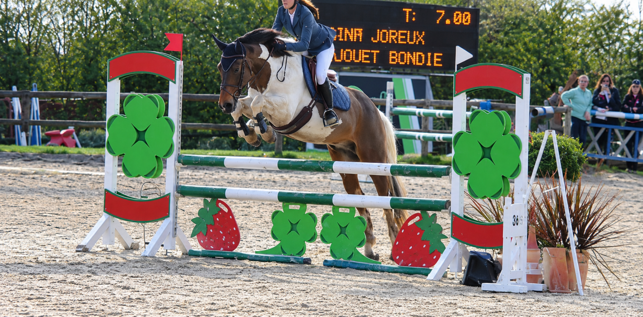 Gelding Origin Recorded For sale 2015 Coloured