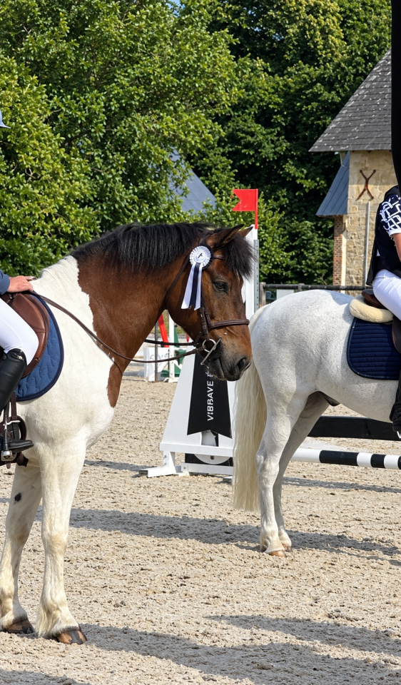 Gelding Origin Recorded For sale 2015 Coloured