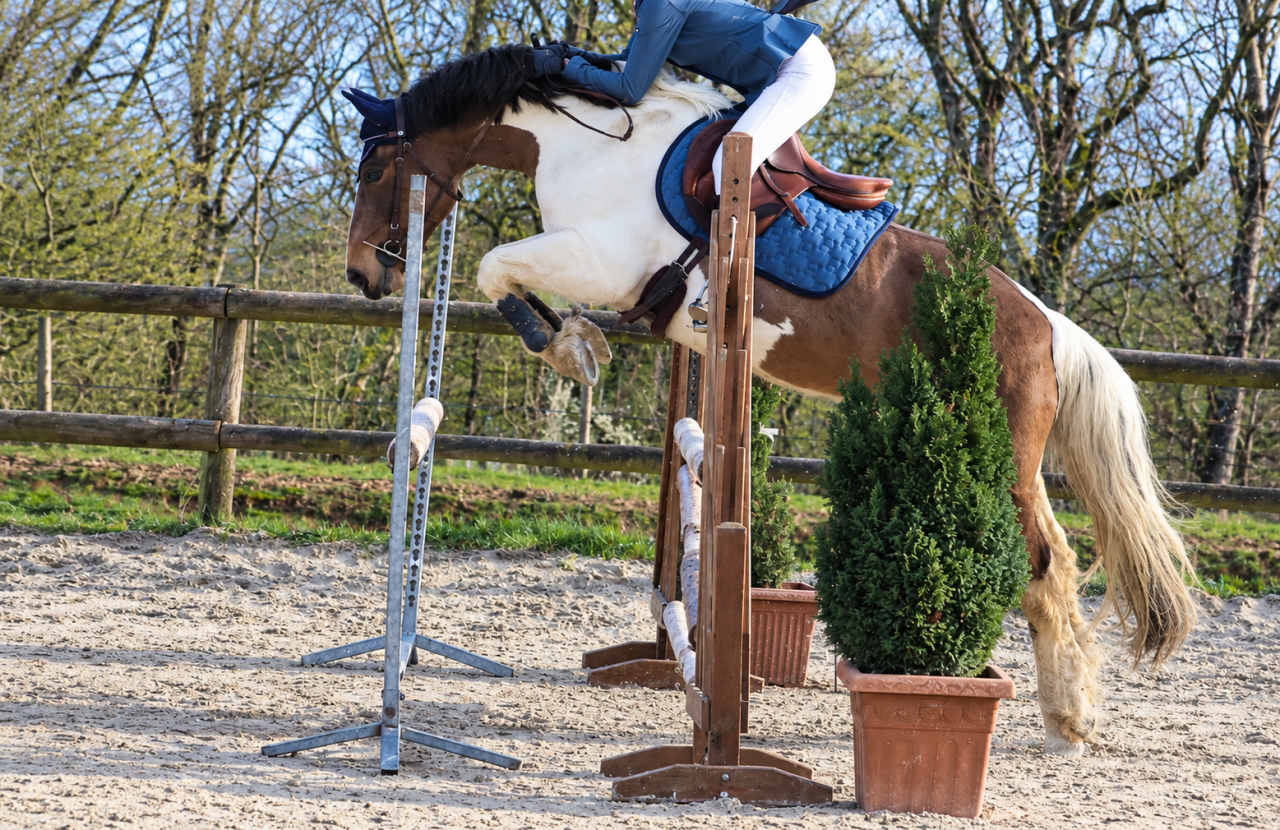 Gelding Origin Recorded For sale 2015 Coloured