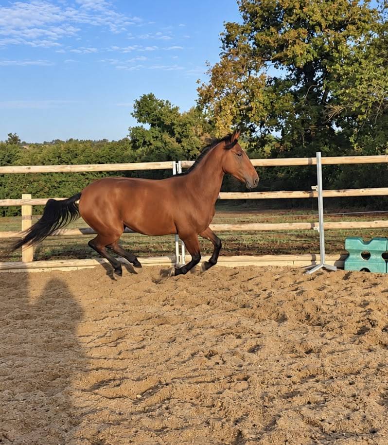 Gelding French Trotter For sale 2022 Bay