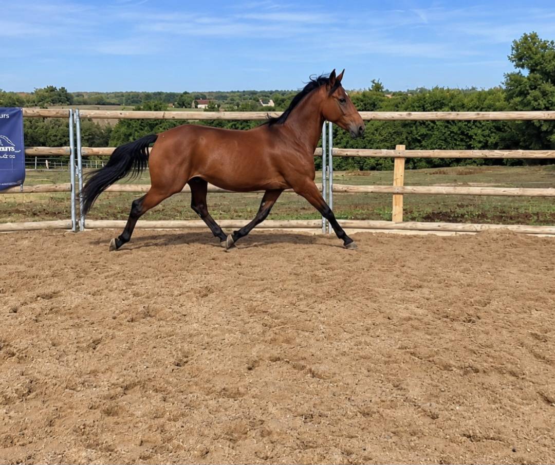 Gelding French Trotter For sale 2022 Bay