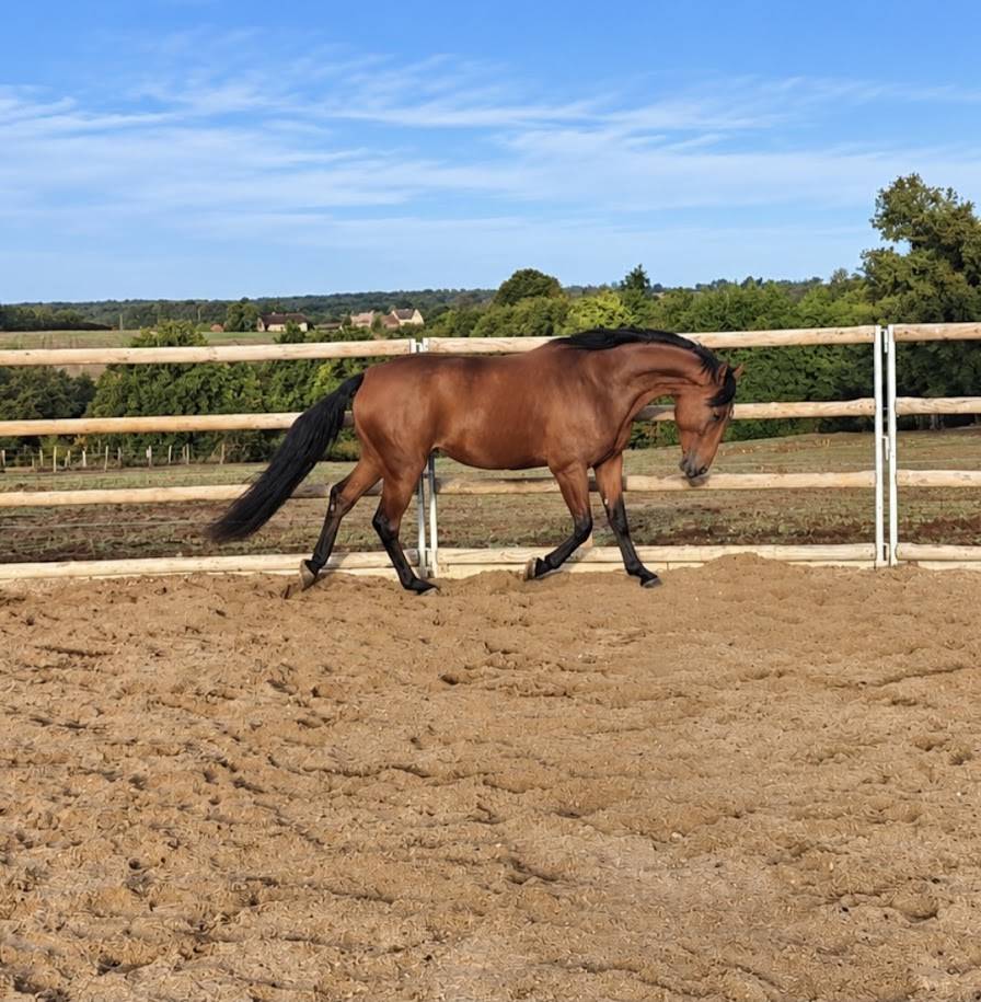 Gelding French Trotter For sale 2022 Bay