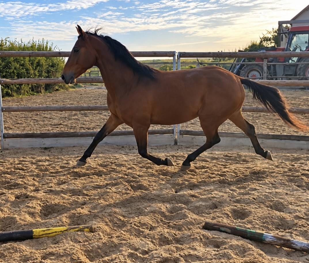 Gelding French Trotter For sale 2022 Bay