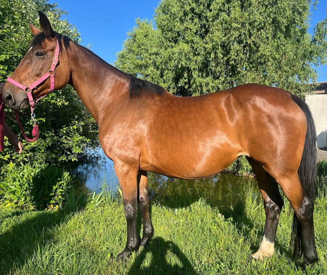 Broodmare Selle Fran&ccedil;ais For sale 2010 Bay