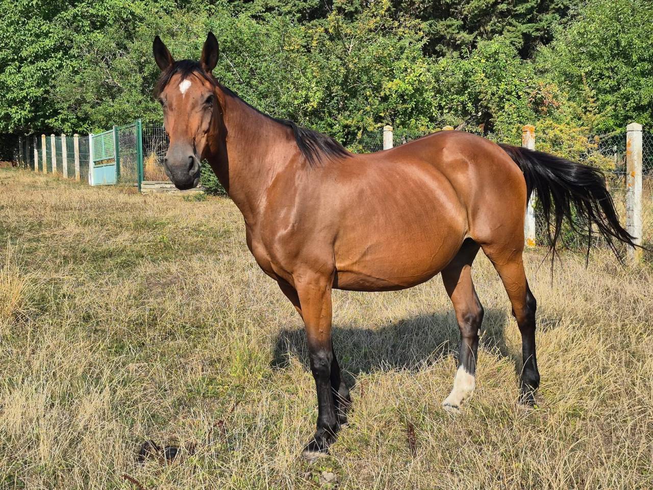 Broodmare Selle Fran&ccedil;ais For sale 2010 Bay