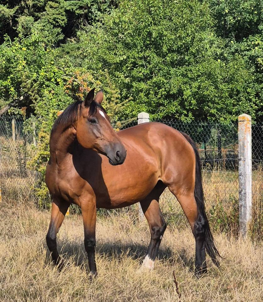 Broodmare Selle Fran&ccedil;ais For sale 2010 Bay