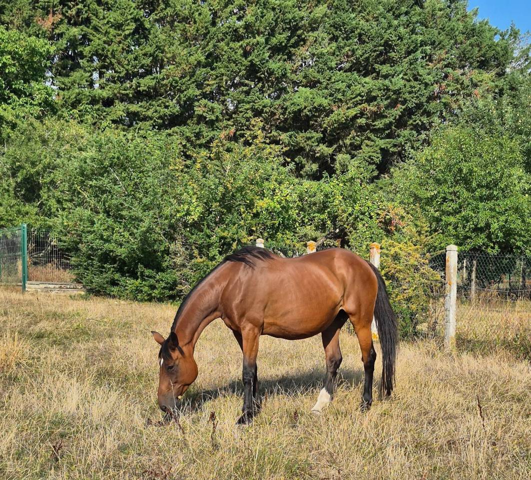 Broodmare Selle Fran&ccedil;ais For sale 2010 Bay