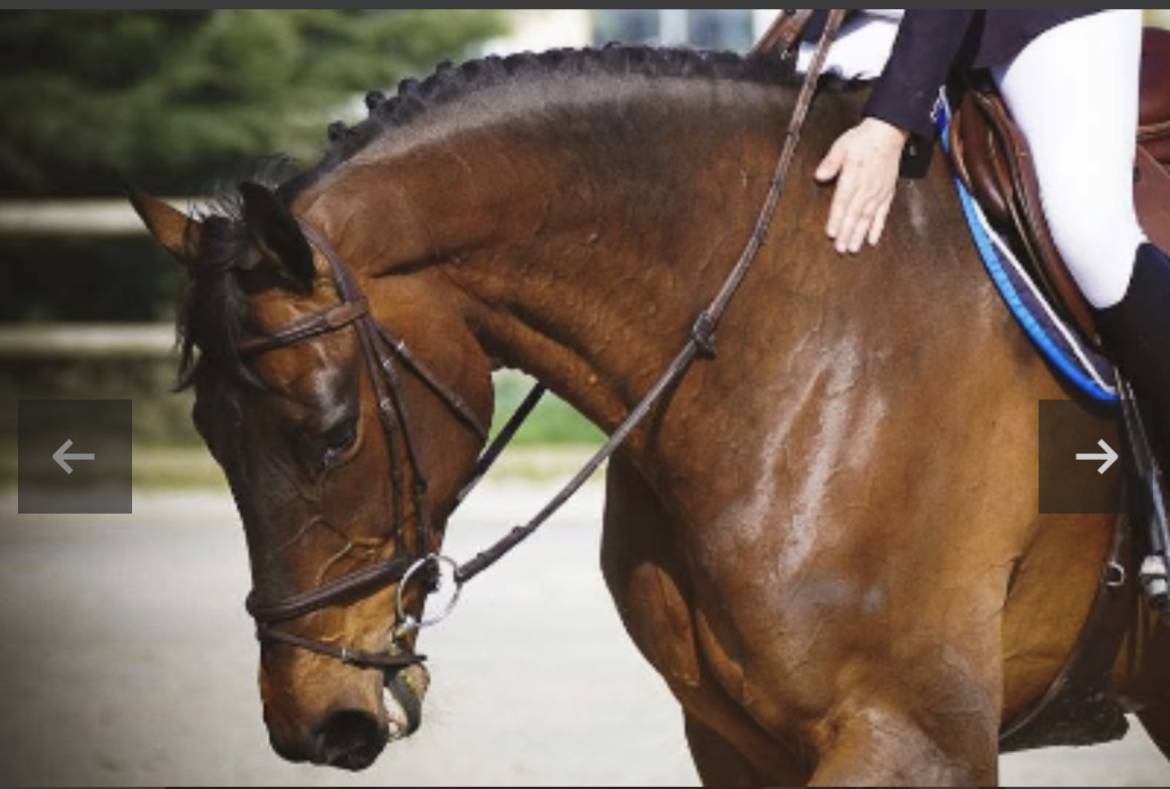 Broodmare Selle Fran&ccedil;ais For sale 2013 Bay