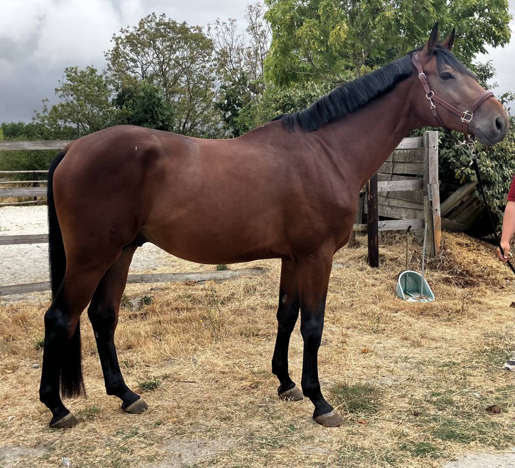 Gelding Selle Fran&ccedil;ais For sale 2022 Bay