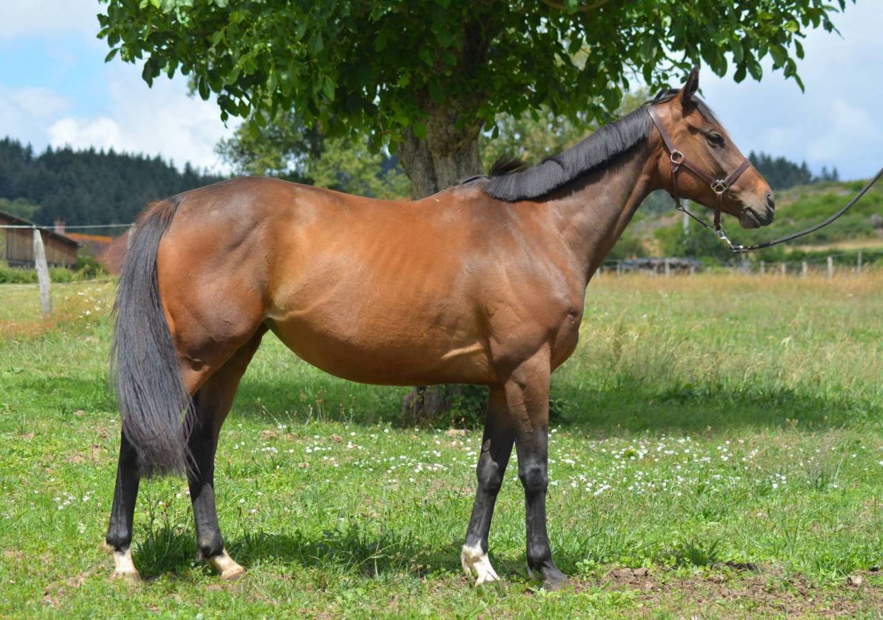 Mare English Thoroughbred For sale 2021 Bay