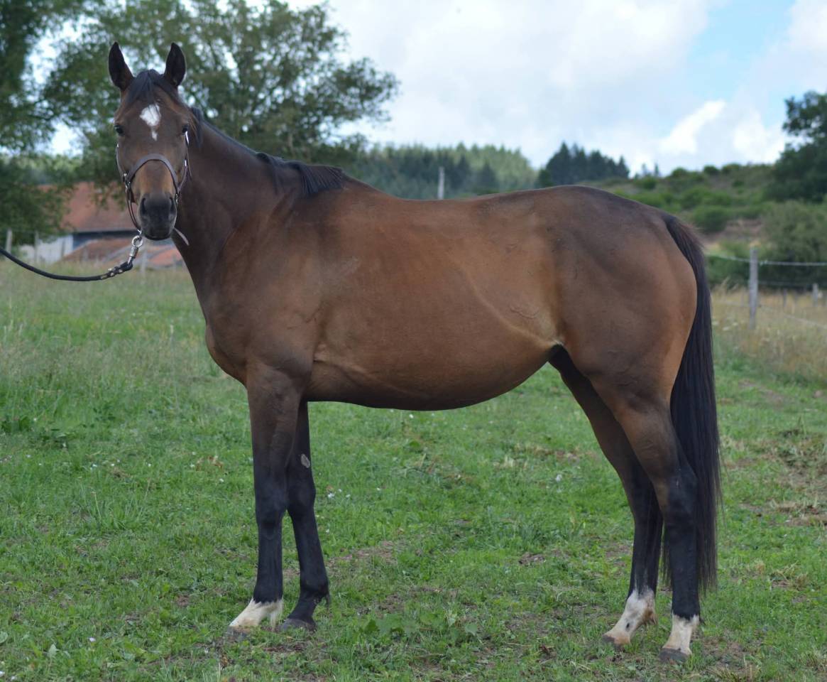 Mare English Thoroughbred For sale 2021 Bay