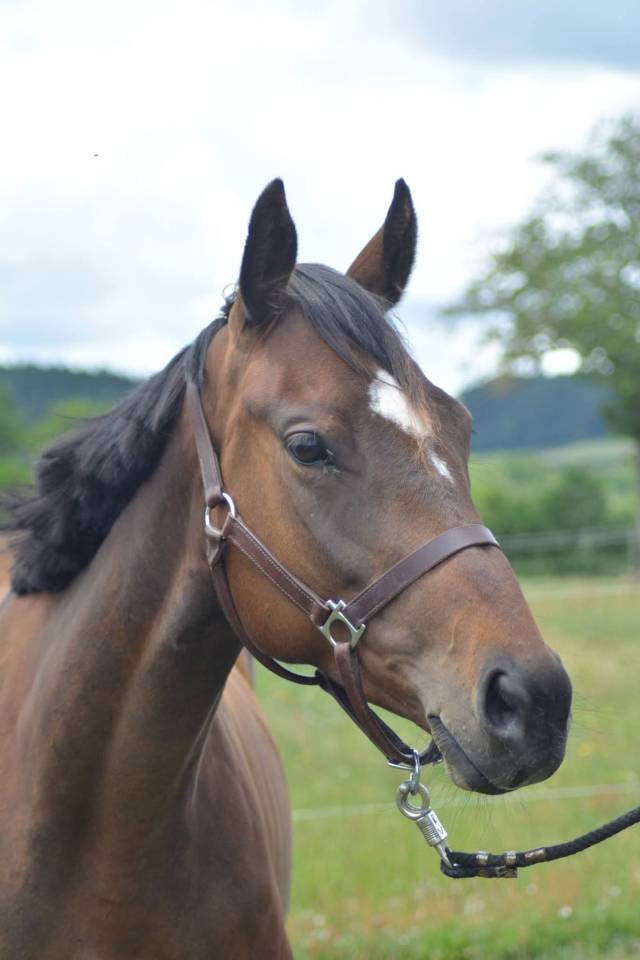 Mare English Thoroughbred For sale 2021 Bay