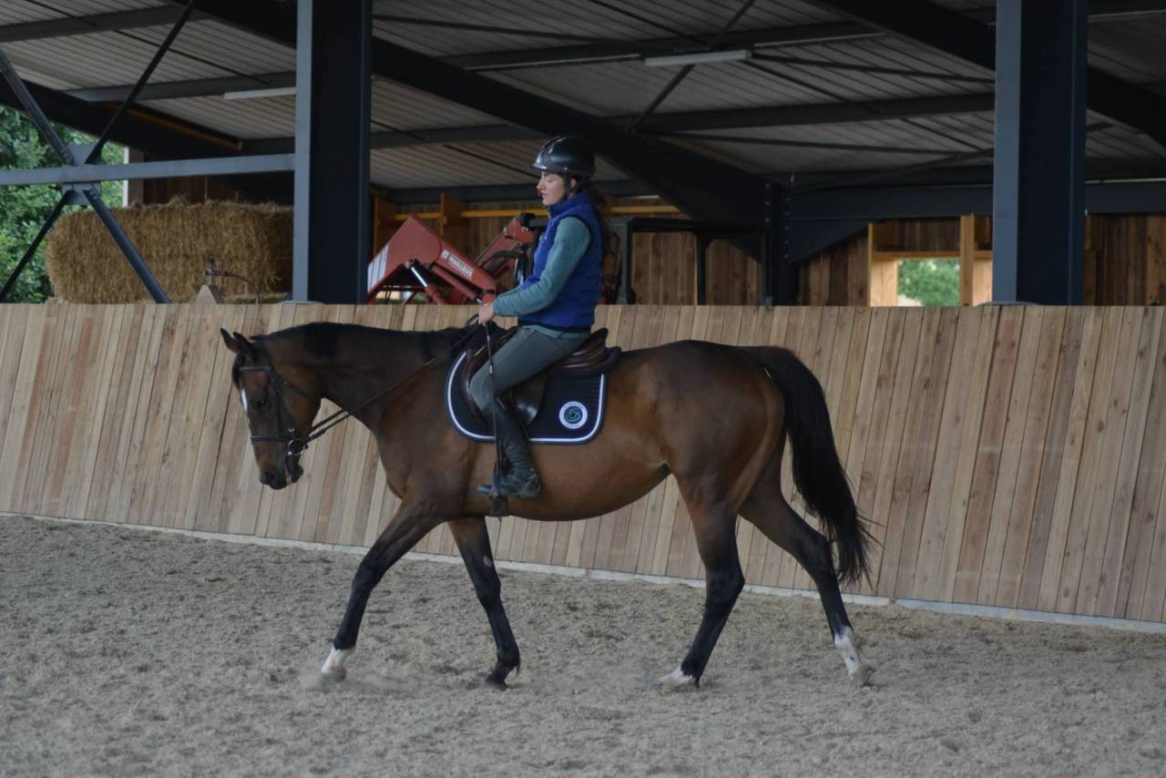 Mare English Thoroughbred For sale 2021 Bay