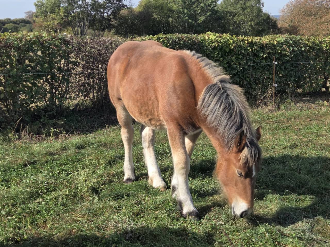 Filly Ardennes For sale 2026 Bay