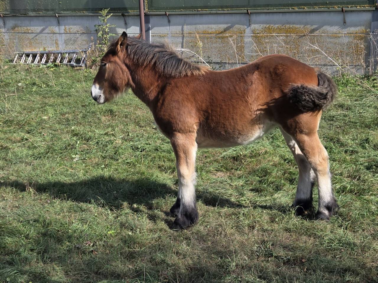 Filly Ardennes For sale 2026 Bay