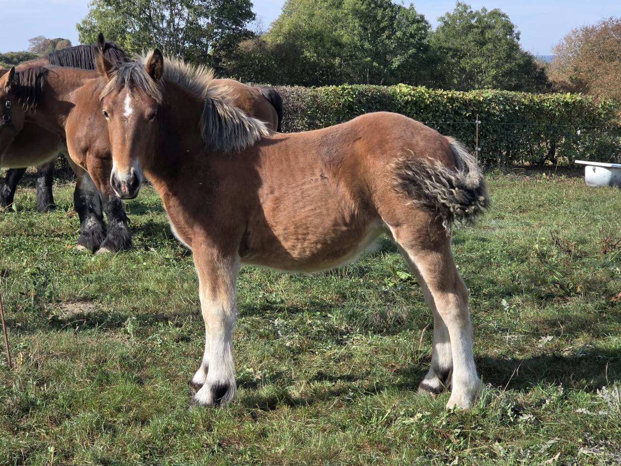 Filly Ardennes For sale 2026 Bay