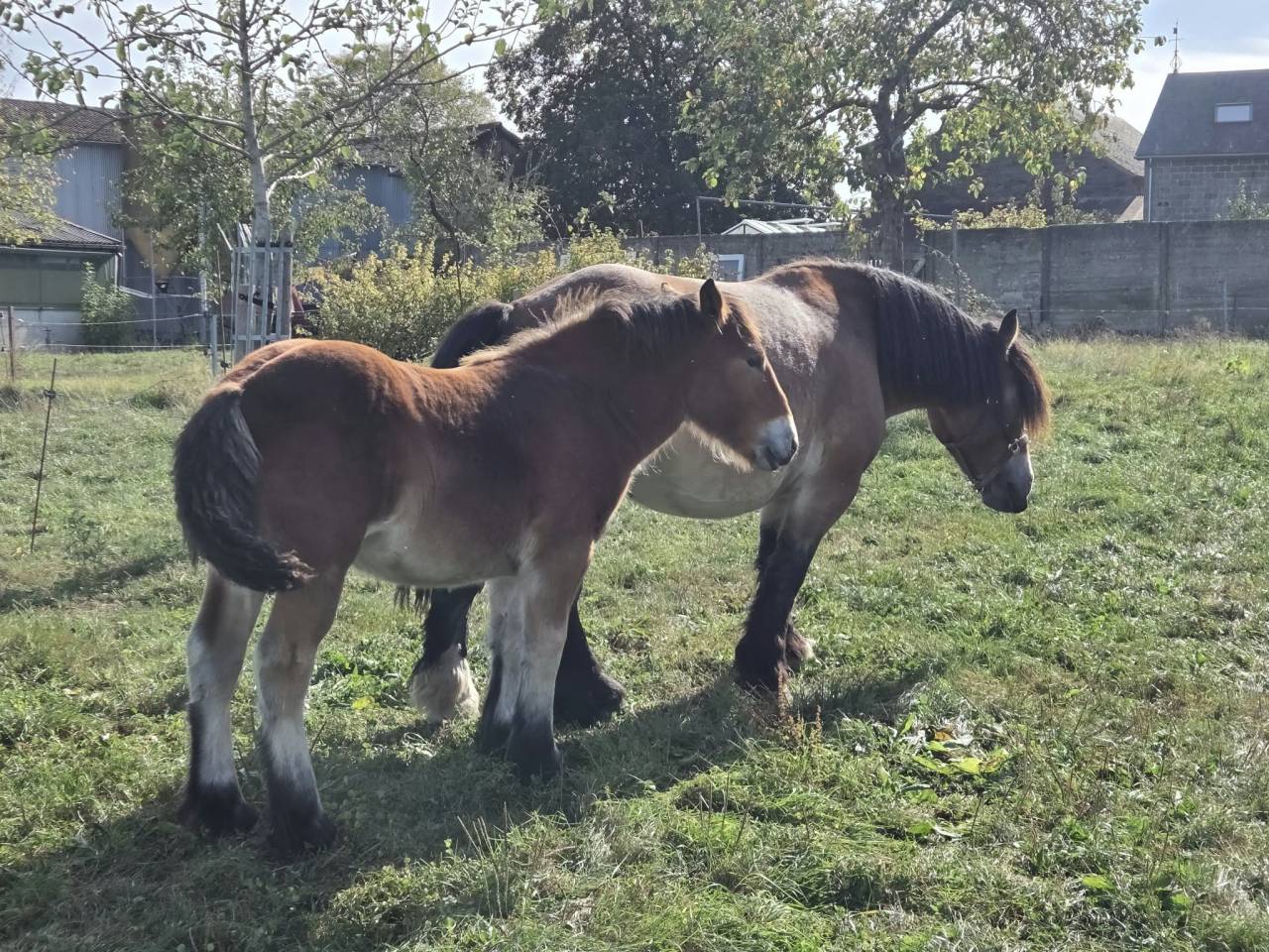 Filly Ardennes For sale 2026 Bay