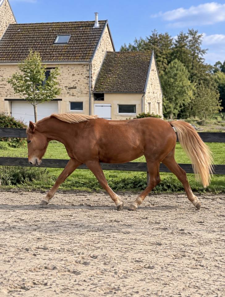 Mare New Forest For sale 2022 Chesnut