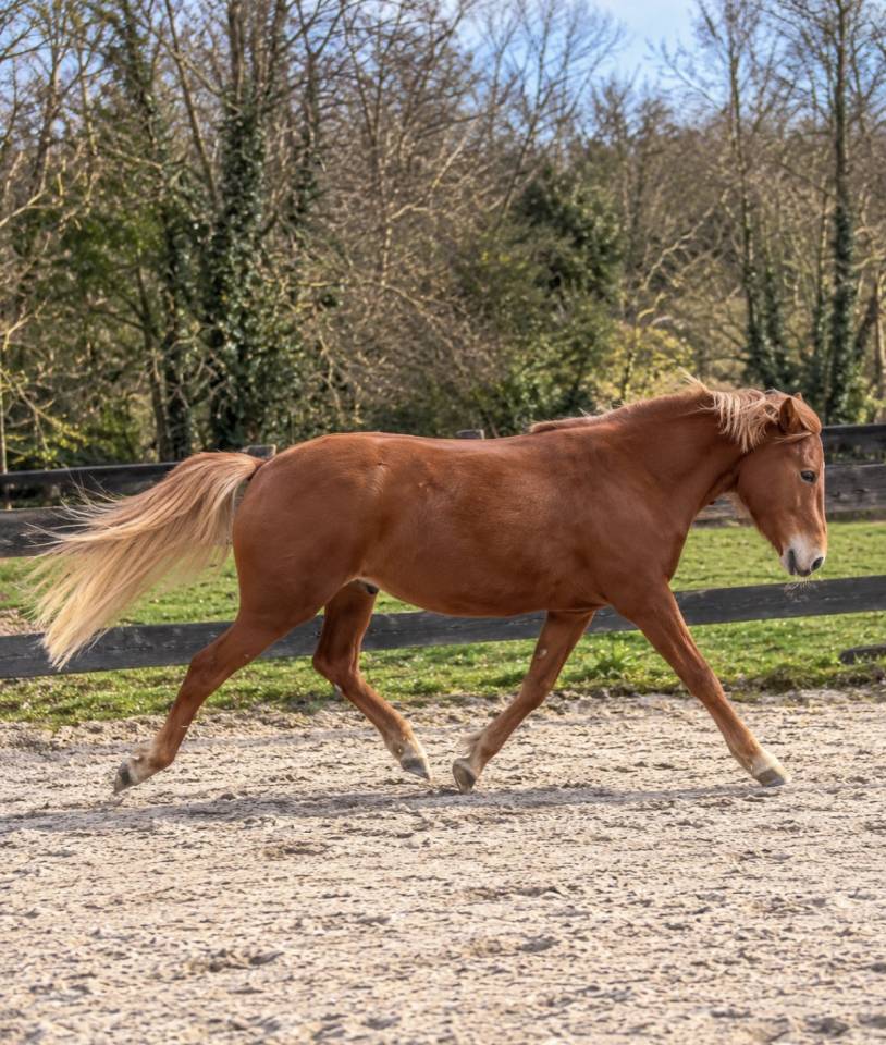 Mare New Forest For sale 2022 Chesnut