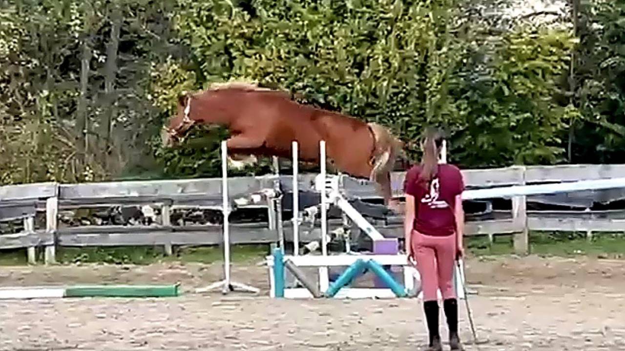 Mare New Forest For sale 2022 Chesnut
