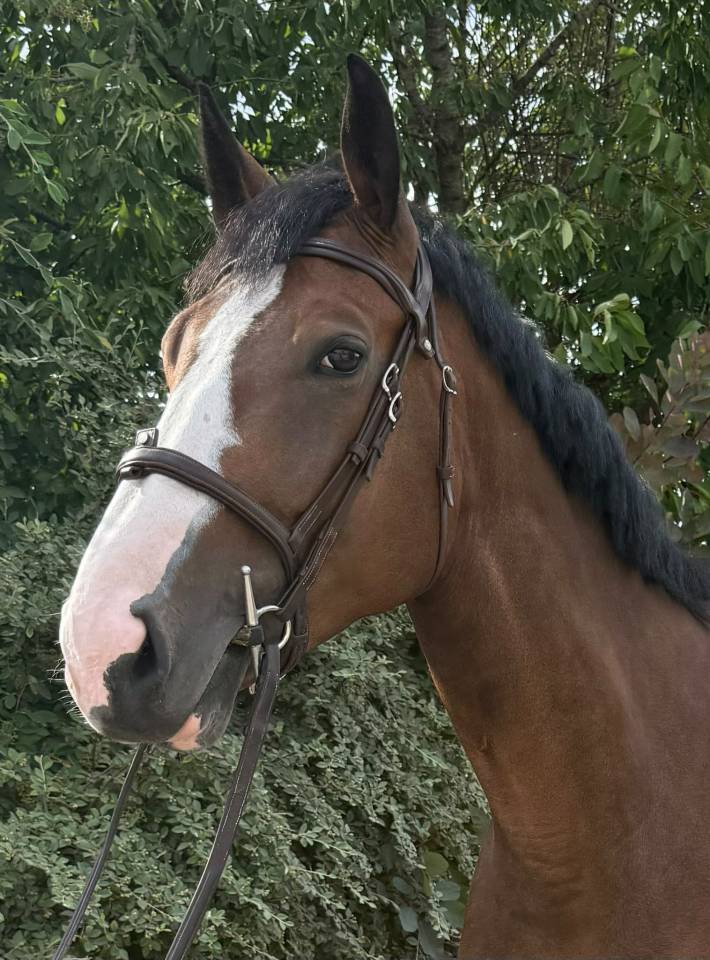 Mare Selle Fran&ccedil;ais For sale 2021 Dark Bay