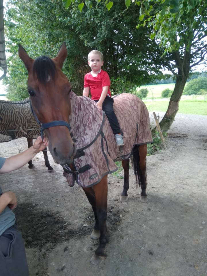 Gelding French Trotter For sale 2017 Bay