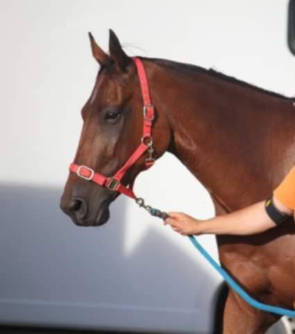 Gelding French Trotter For sale 2017 Bay
