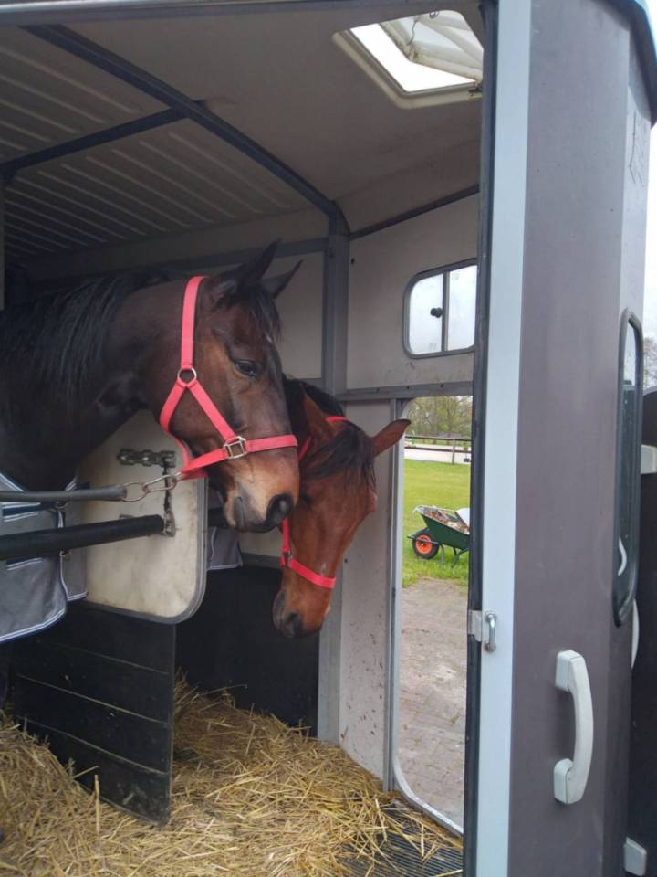 Gelding French Trotter For sale 2017 Bay