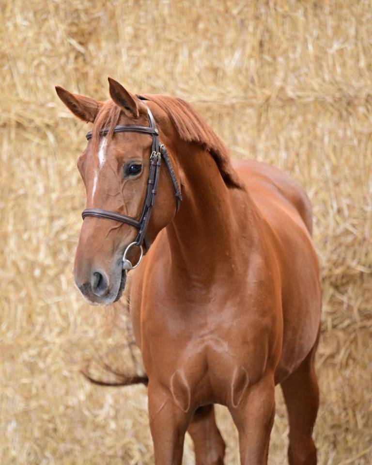 Mare Zangersheide For sale 2022 Chesnut