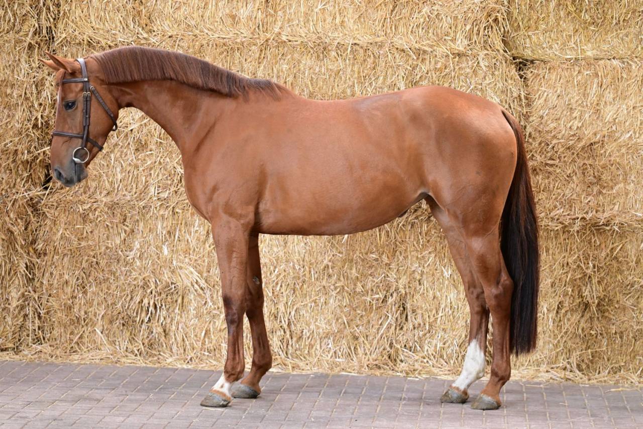 Mare Zangersheide For sale 2022 Chesnut
