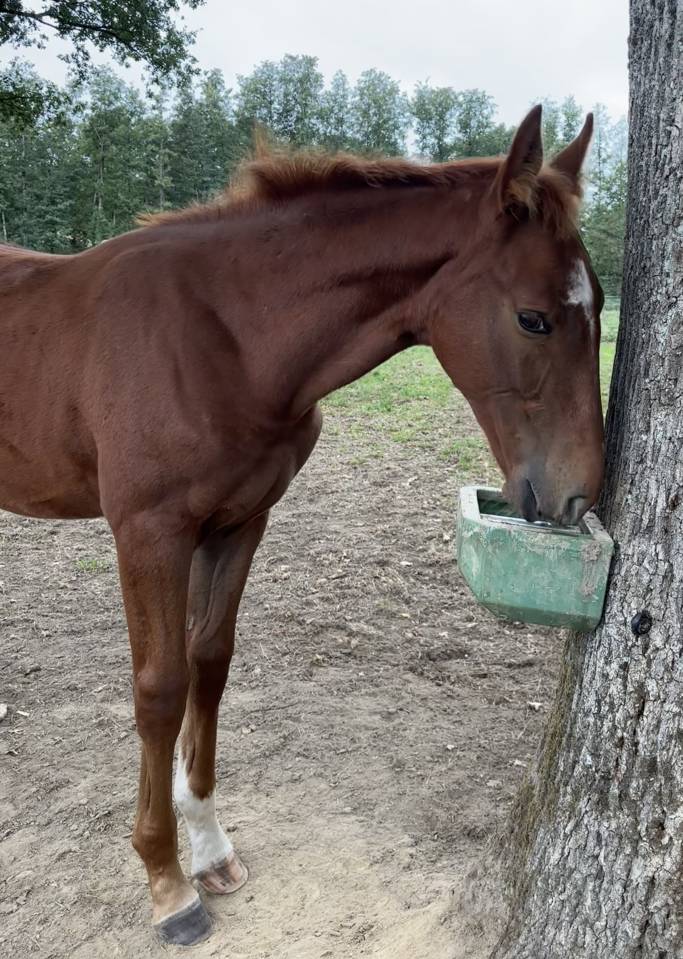 Colt Selle Fran&ccedil;ais For sale 2026 Liver chestnut