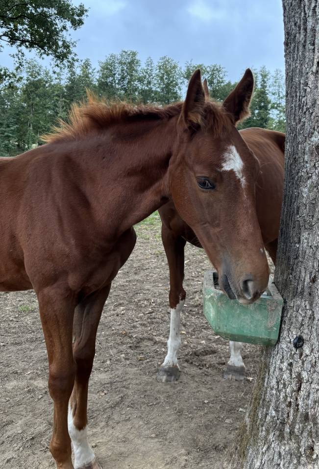 Colt Selle Fran&ccedil;ais For sale 2026 Liver chestnut