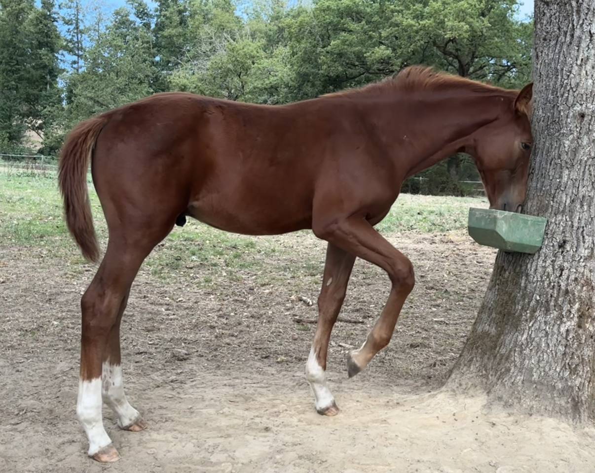 Colt Selle Fran&ccedil;ais For sale 2026 Liver chestnut