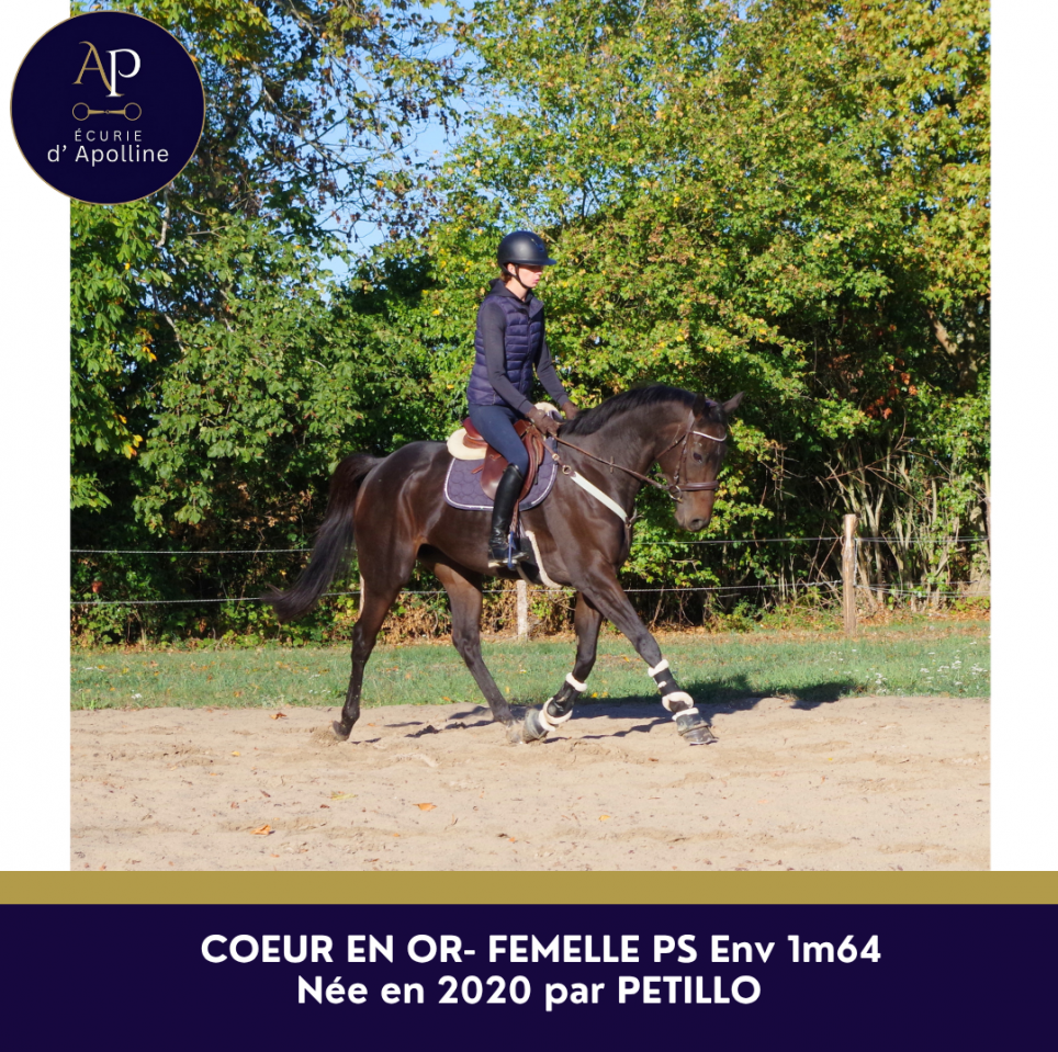 Mare Thoroughbred For sale 2019 Bay