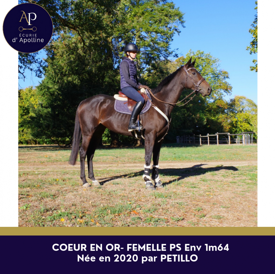 Mare Thoroughbred For sale 2019 Bay