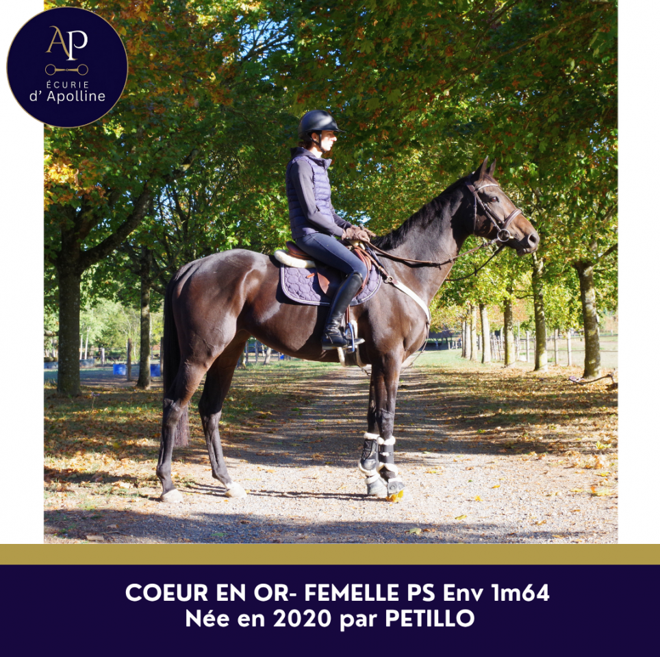 Mare Thoroughbred For sale 2019 Bay