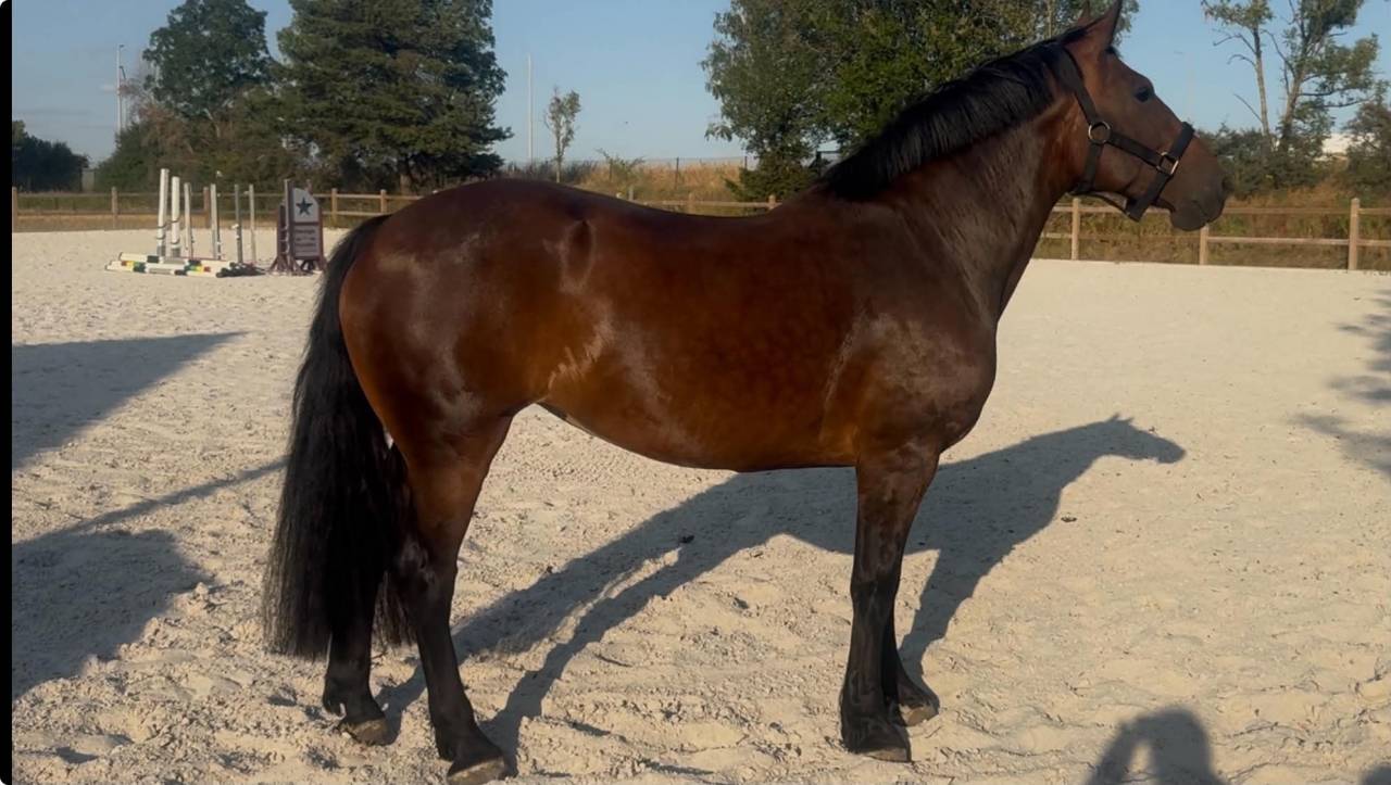 Mare Normandy Cob For sale 2010 Bay
