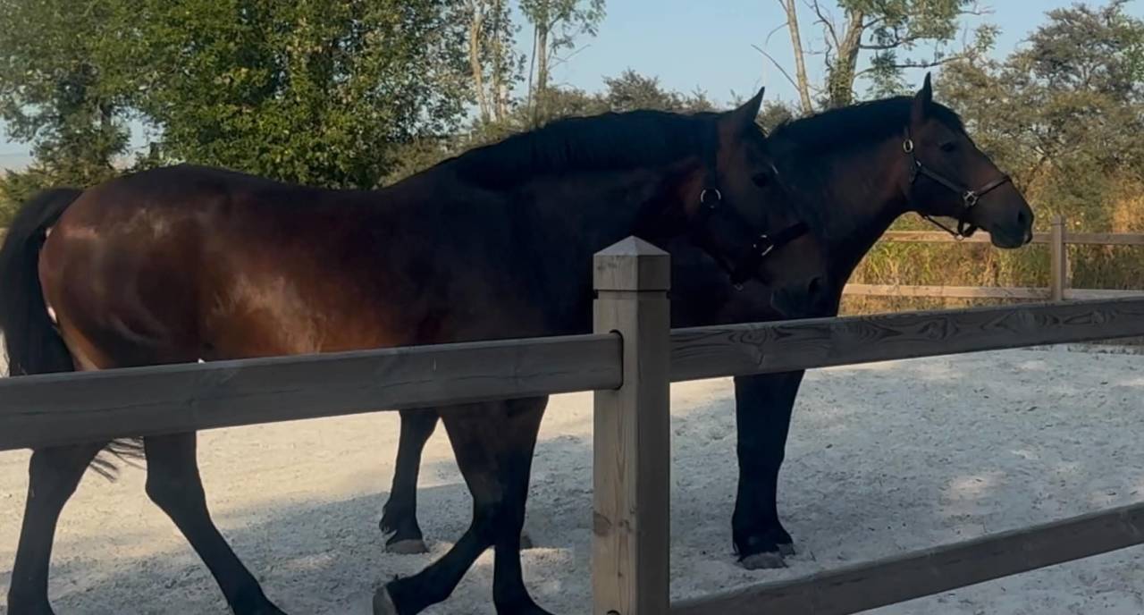 Mare Normandy Cob For sale 2010 Bay