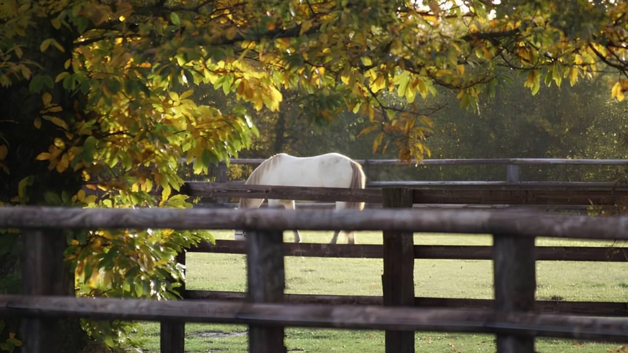 Equestrian property  Loir-et-Cher