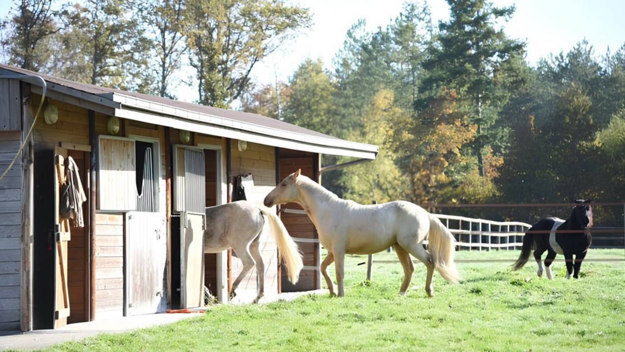 Equestrian property  Loir-et-Cher
