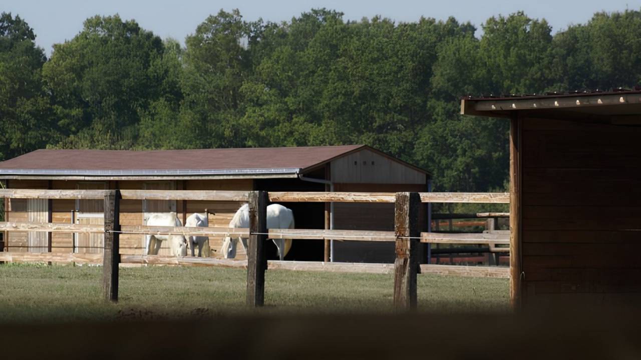 Equestrian property  Loir-et-Cher