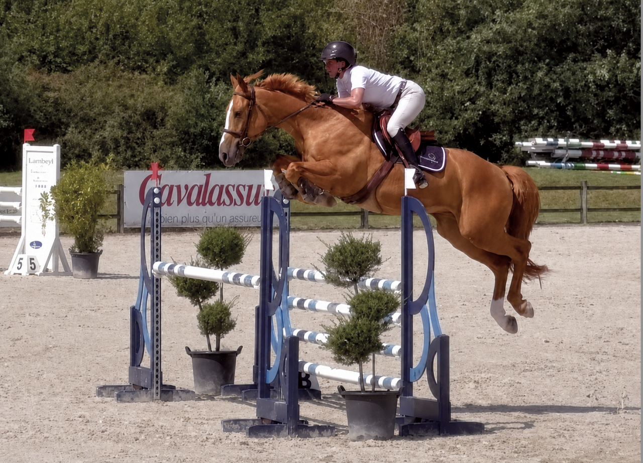 Gelding Selle Fran&ccedil;ais For sale 2021 Chesnut