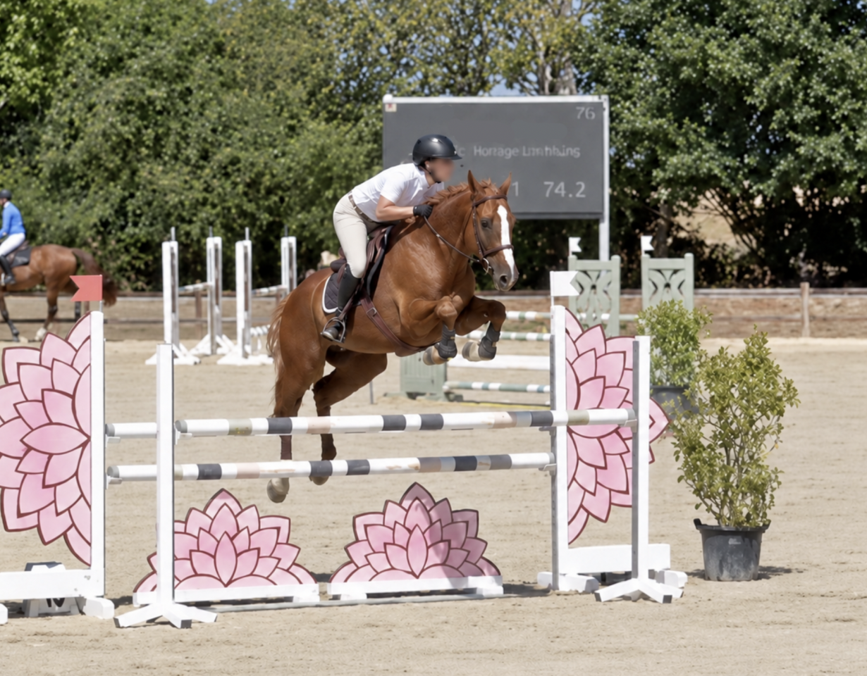 Gelding Selle Fran&ccedil;ais For sale 2021 Chesnut