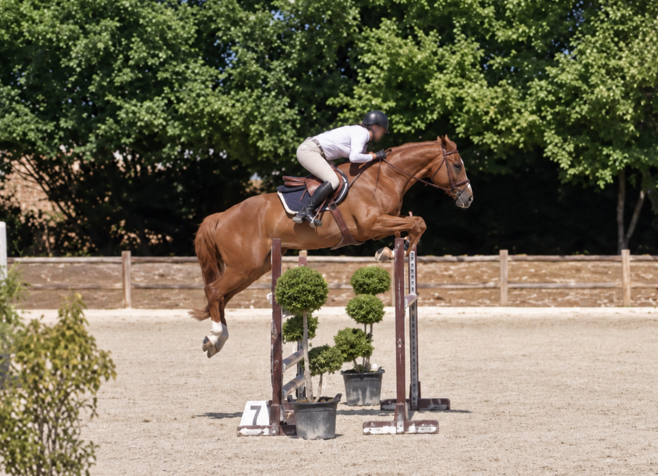 Gelding Selle Fran&ccedil;ais For sale 2021 Chesnut